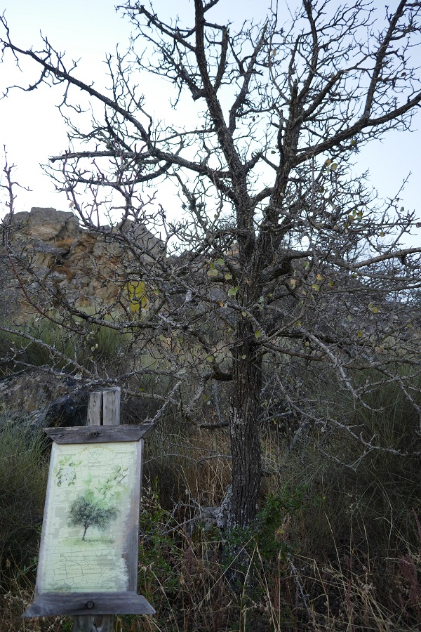 Senda de Masatrigo: Iberian pear tree