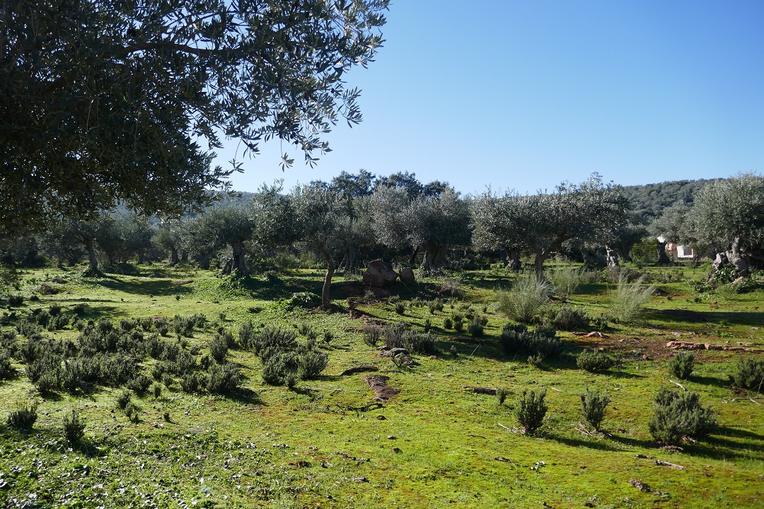 Ruta Sierra de Alor_olive groves