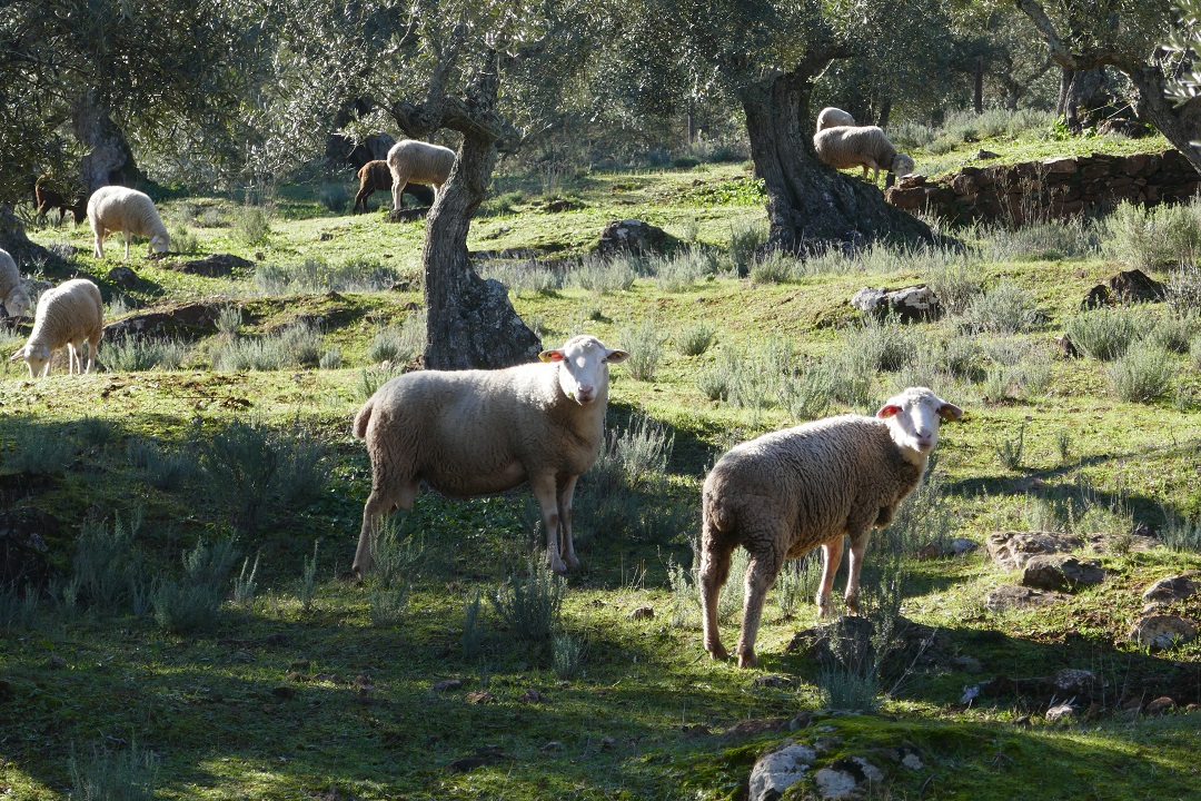 Ruta Sierra de Alor_sheep