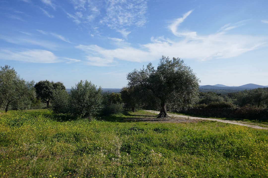 Extremadura in winter