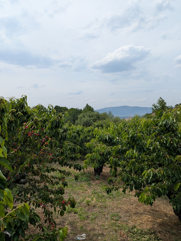Gargantilla_cherry trees Gargantilla_cherry trees