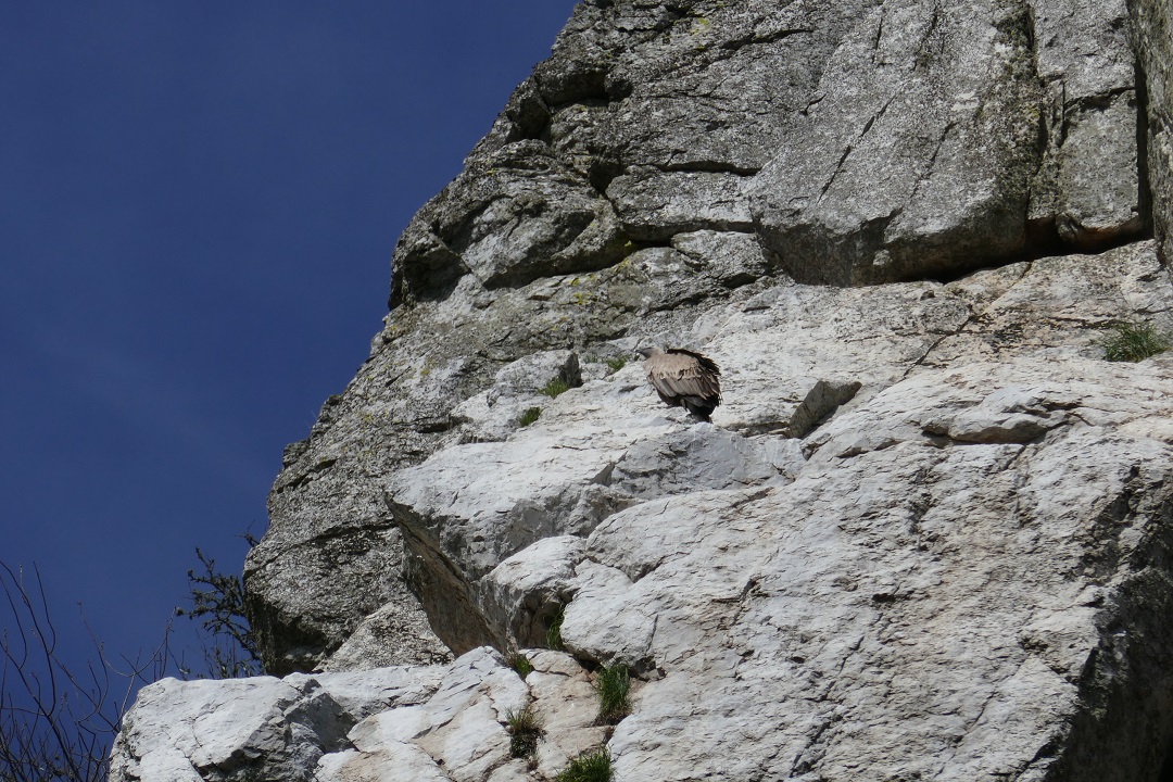 Monfragüe_vulture on the rock
