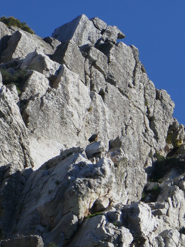 Salto del Gitano_vulture on the rock