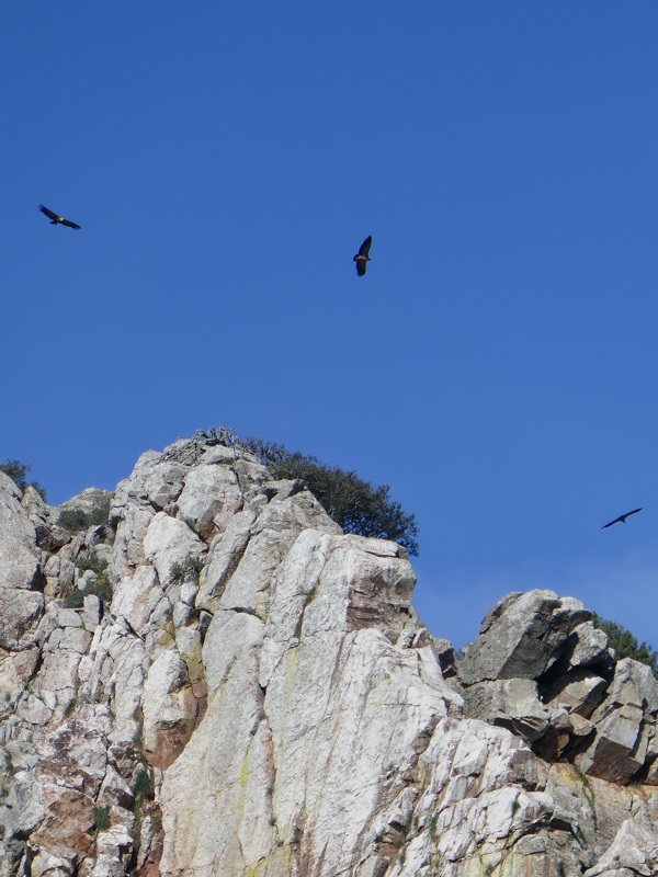 Salto del Gitano_vultures