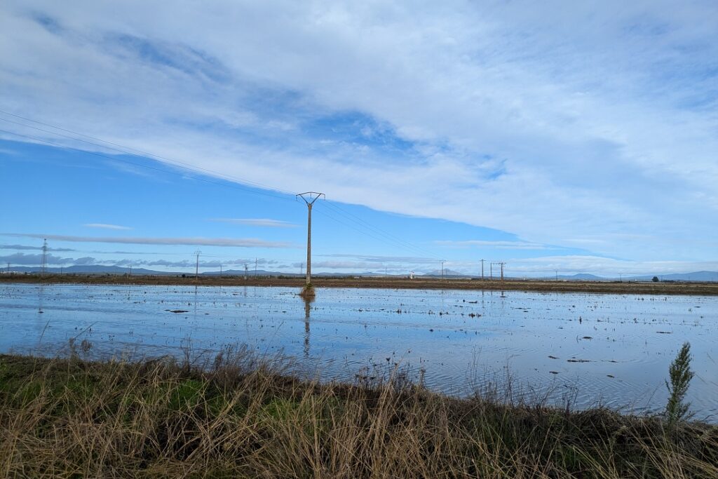 Cranes in Extremadura