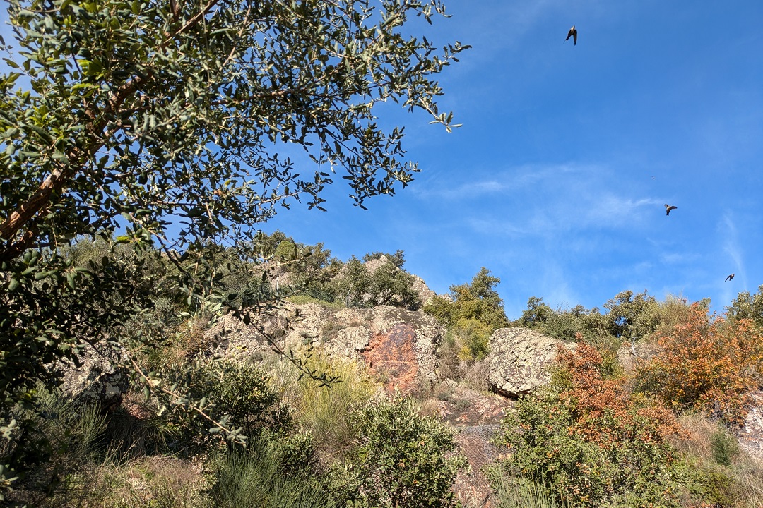 Mina Pastora, Aliseda_flora and fauna_1