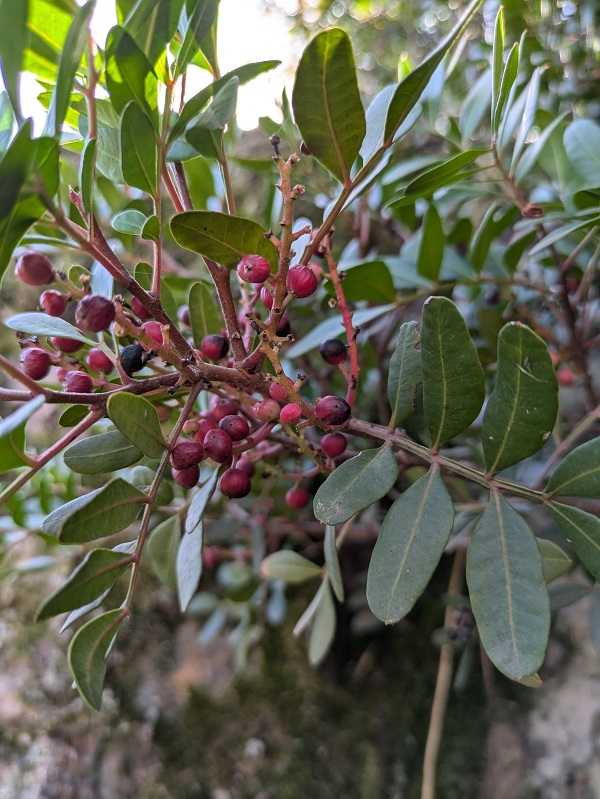 Mina Pastora, Aliseda_flora and fauna_2