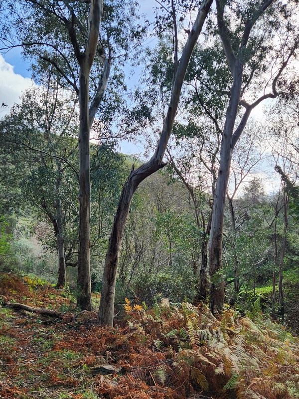 Ruta de la Herrrería_forested area