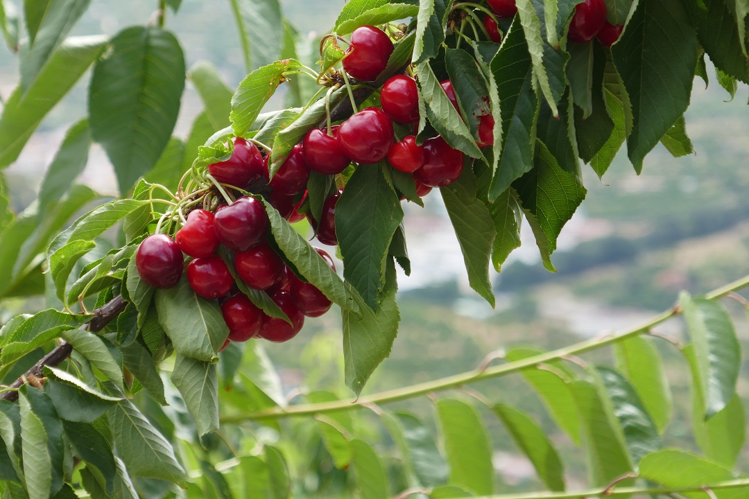 Extremadura in spring, Valle del Jerte cherries