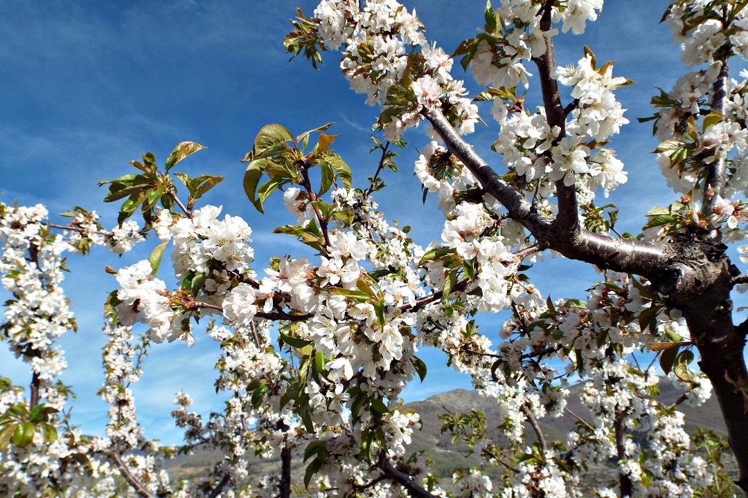 Extremadura in spring_cerezo en flor