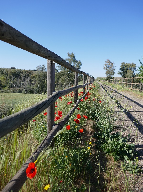 Extremadura in spring_walks_1