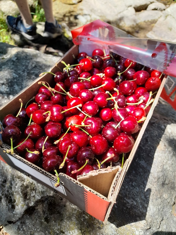 Extremadura in summer_cherries Extremadura in summer_cherries