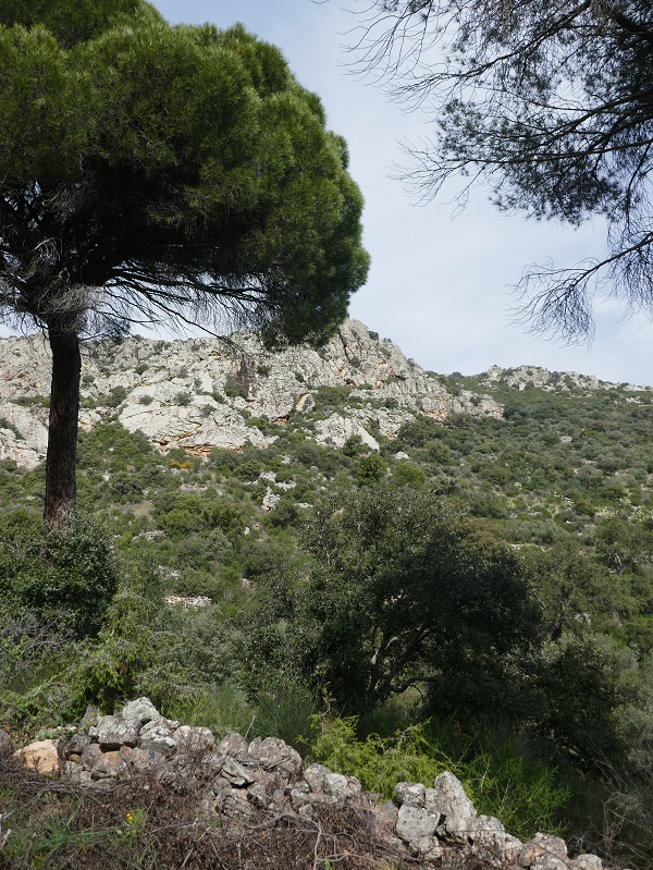 Senda del Peñón del Pez, Capilla_pine tree Senda del Peñón del Pez, Capilla_pine tree