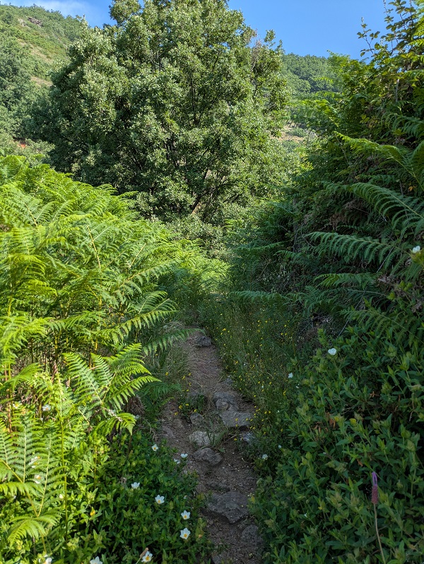 Ruta Puente de los Papúos_narrow path with fern Ruta Puente de los Papúos_narrow path with fern
